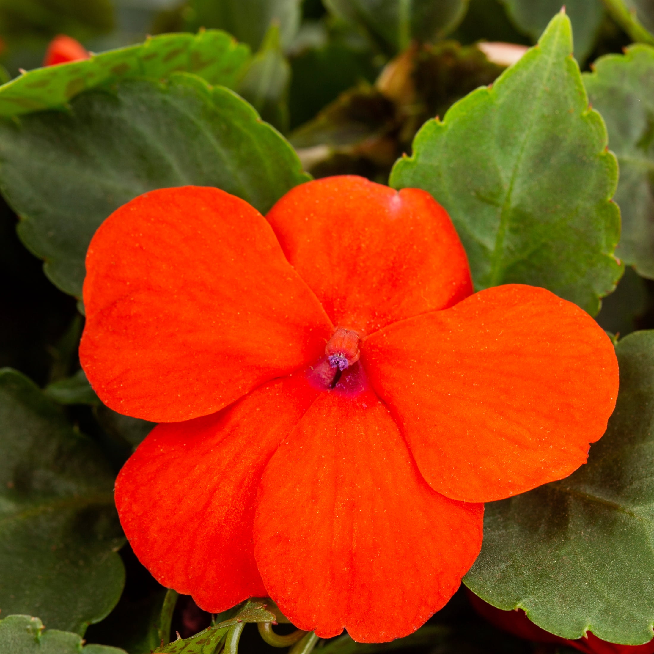 Expert Gardener 4PK Multicolor Impatiens Live Plants with Grower Pack