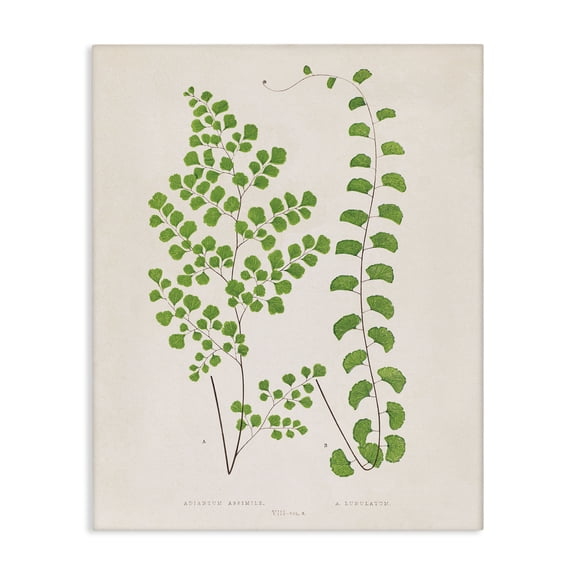 Stupell Industries Vivid Green Ferns Study Floral Painting Wrapped Canvas Canvas Art Print Wall Art, 16 x 20