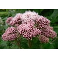 thumbnail image 1 of 20 HEMP AGRIMONY Eupatorium Cannabinum Raspberries & Cream Flower Seeds, 1 of 3
