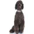 thumbnail image 4 of GFDYREE Thanksgiving Fall Dog Collar Autumn Holiday Nylon Adjustable Pet Collars for Dogs (Pumpkin,Large), 4 of 4