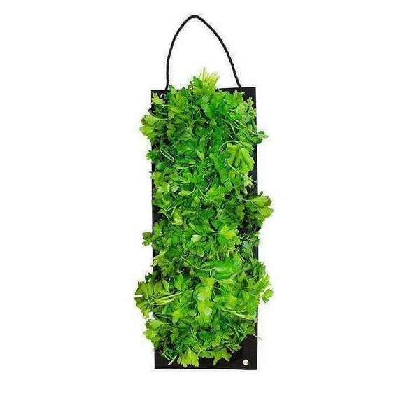 Organic Hanging Parsley Herb Kit With Soil Block