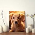 thumbnail image 4 of Framed Canvas Art Wall Decor Canvas Prints Pictures Wall Art,Golden Retriever Puppy With Soft Fur Surrounded By Blooming Cherry Artwork for Home Decor, Living Room, Office-16x24 Inches, 4 of 4