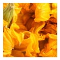 thumbnail image 3 of Flor de calabaza por pieza, 3 of 4