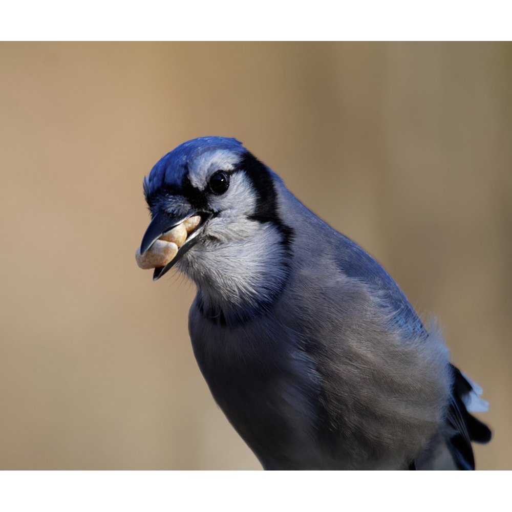 Bird Colorful Eating Peanuts Blue Jay Jay Beak12 Inch BY 18 Inch