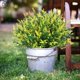 thumbnail image 2 of Luxtrada - 8 paquetes de flores artificiales para exterior, plantas de enredadera, vegetación artificial para interiores y exteriores, plantas colgantes, jardín, porche, ventana, jardinera, hogar,, 2 of 8