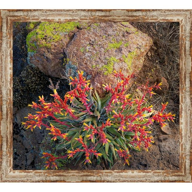 Somerset House Publishing 5842 Rock Cheveria&44; Cadrée Giclée Toile Art