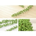 thumbnail image 4 of Plantas Suculentas Colgantes, Arreglo Floral de Bricolaje, 4 of 9