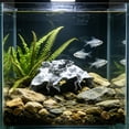 thumbnail image 6 of Realistic Aquarium Fish Hiding Cave, Plastic Underwater Shelter And Resting Area For Shrimp Basin And Fish Tank Decor, 14x9x5cm, 6 of 6