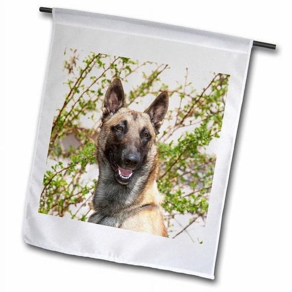 3dRose, Purebred Malinois dogs - NA02 PWO0101 - PiperAnne Worcester, 12 x 18 inch Garden Flag