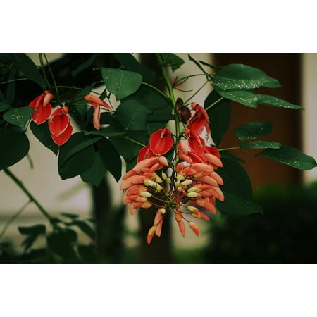 - Framed Art for Your Wall Green Leaf Erythrina After A Rain Dew Red Flowers 10x13 Frame