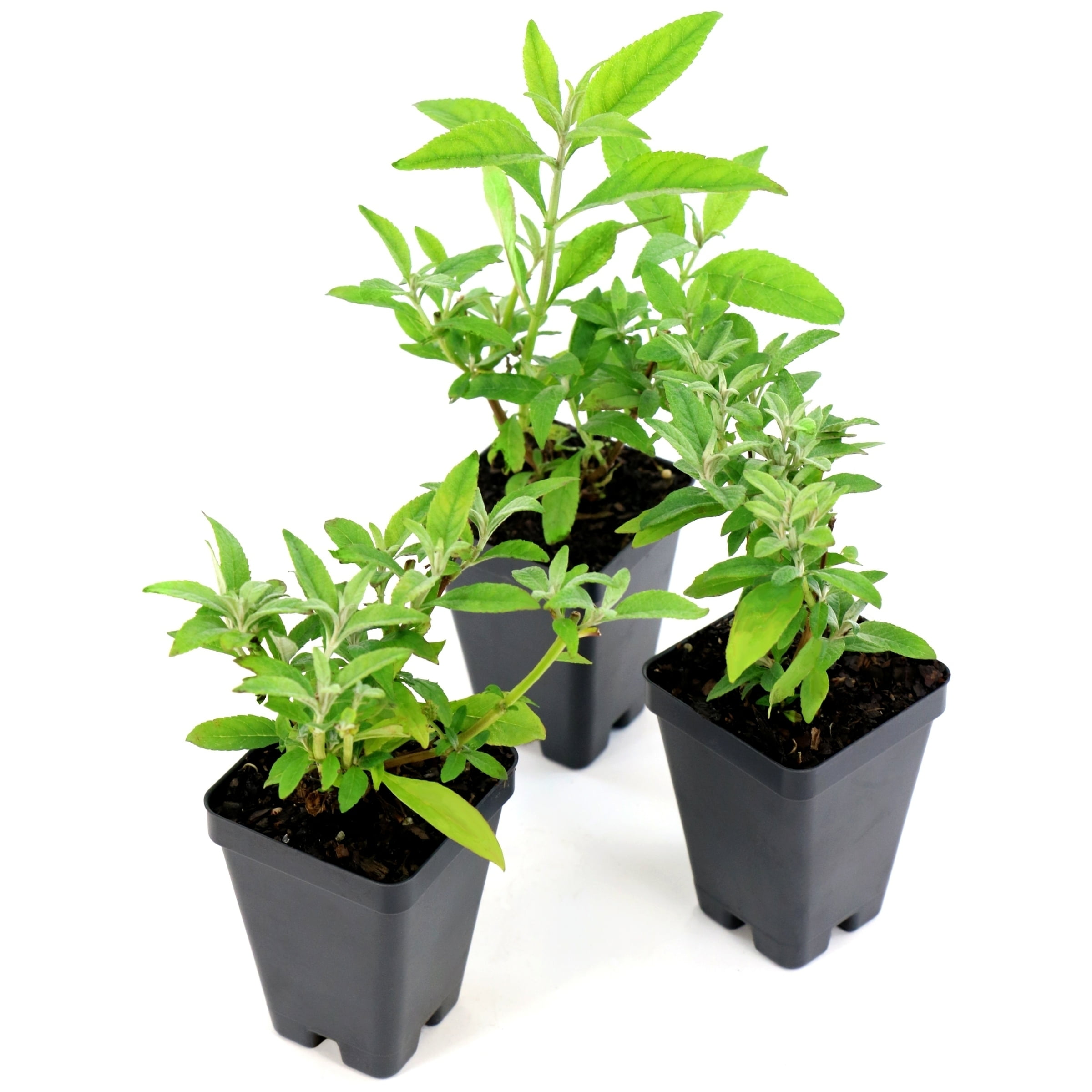 National Plant Network 3.25 in. Live Shrub Buddleia Butterfly Bush Royal Razz with Full Sunlight (3-Pack)