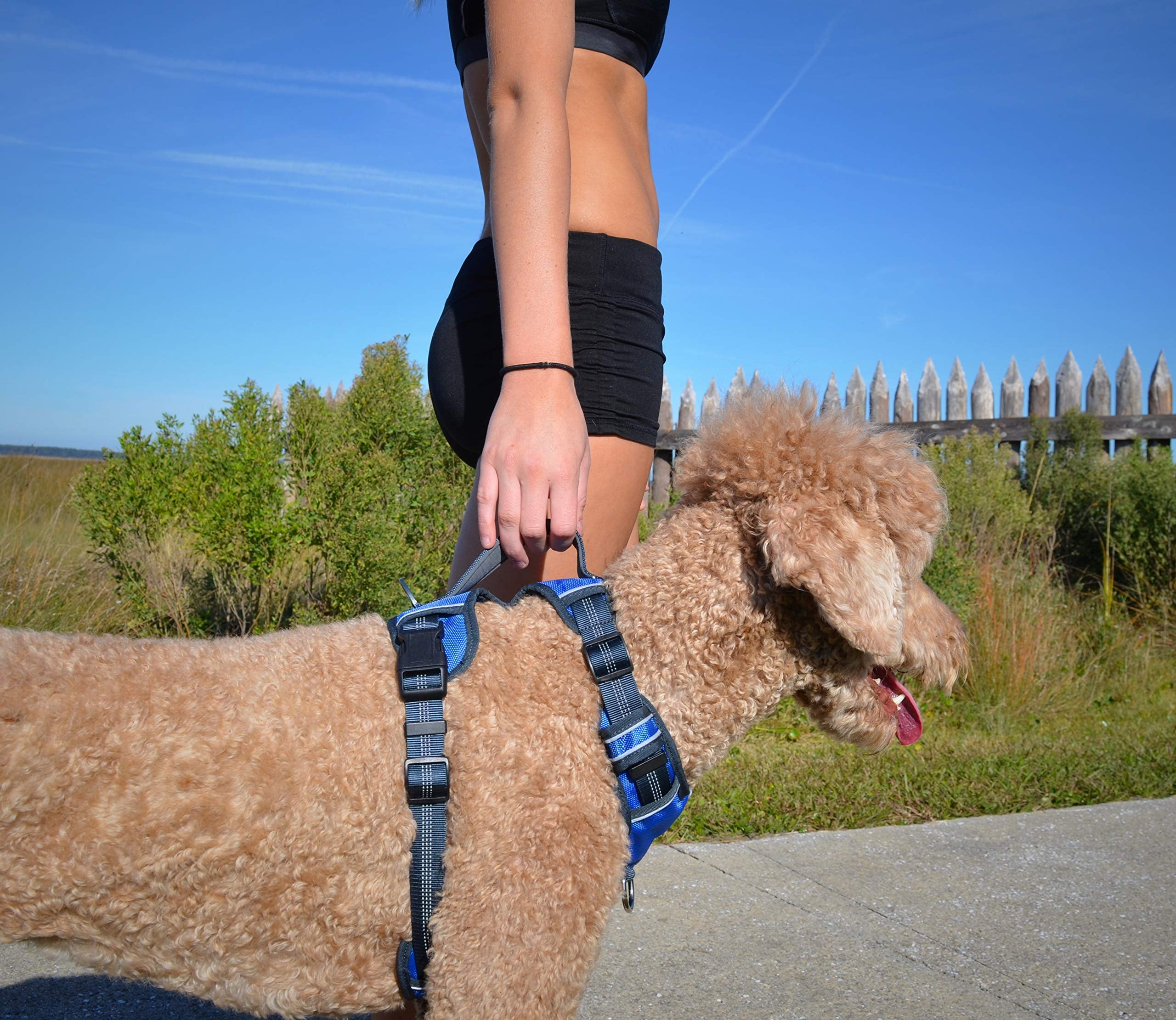 The Comfort Dog Harness With Mesh Padded Vest Blue- Small Breeds