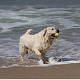thumbnail image 3 of SHAR Dog Ball with Rope, Foam Dog Training Ball, Floating Dog Ball, Small Tug Toy for Large Dog (7cm), 3 of 5