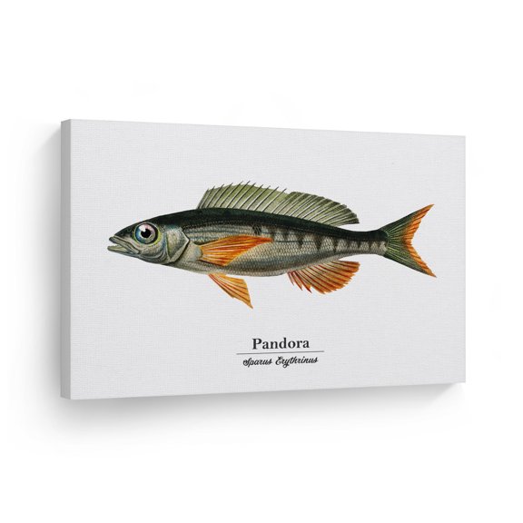 Smile Art Design Pandora Sparus Erythrinus Fish Painting Marine Animal Canvas Wall Art Print Ocean Sea Fishing Nautical Decor Coastal Office Living Room Bedroom Kids Room Decor Ready to Hang - 24x36