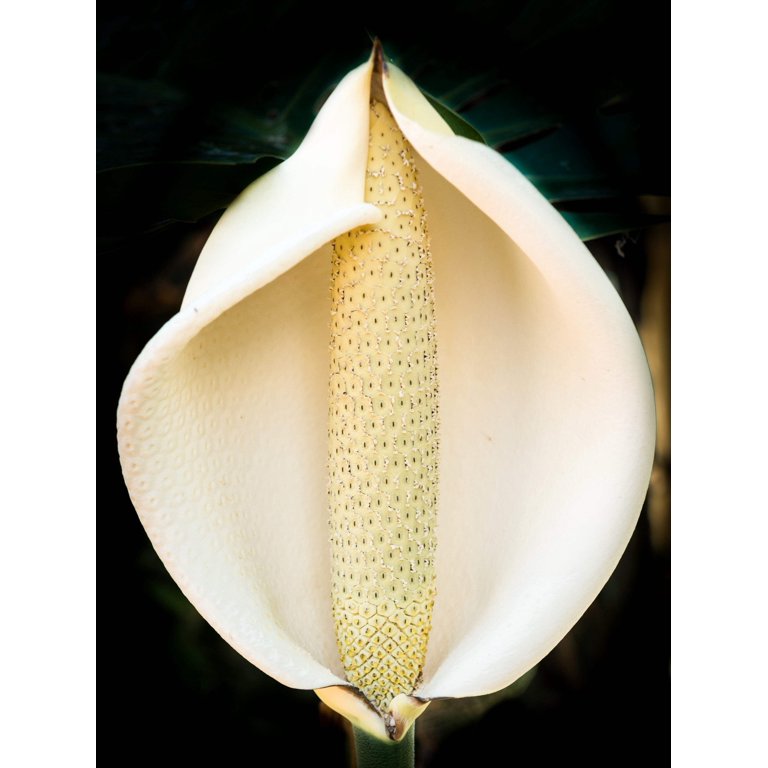 floating plant Floating Pond Plant-Koi fish Barrier, (3 Sizes to choose from) , Protect  floating plants from koi, Available NOW! main image 0