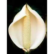 5 Seeds - Organic SPLIT LEAF PHILODENDRON Monstera Deliciosa Swiss Cheese Plant Vine Seeds