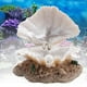 thumbnail image 5 of Decoración de concha de acuario artificial Zulema piedra de aire resina, 5 of 8