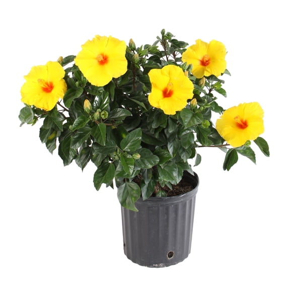 Island Blooms by Costa Farms 2G Yellow Hibiscus Bush in grower pot, Direct Sunlight, Live Flowering Outdoor Plant