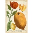 thumbnail image 3 of Weinmann 11x14 Black Modern Framed Museum Art Print Titled - Exotic Citrus II, 3 of 5