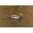 thumbnail image 2 of Jaynes Gallery 32x23 White Modern Wood Framed Museum Art Print Titled - USA-Colorado-Loveland Mallard duck male swimming in lake, 2 of 4