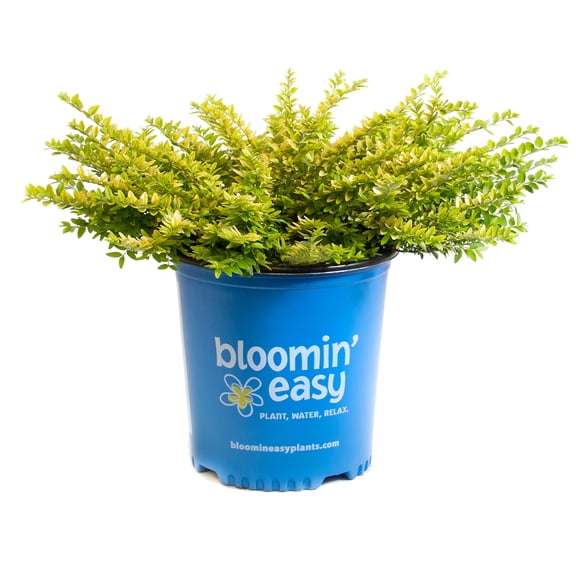 Direct Gardening 2 Gal. Pot, Thunderbolt® Honeysuckle Bush Potted Broadleaf Evergreen Shrub