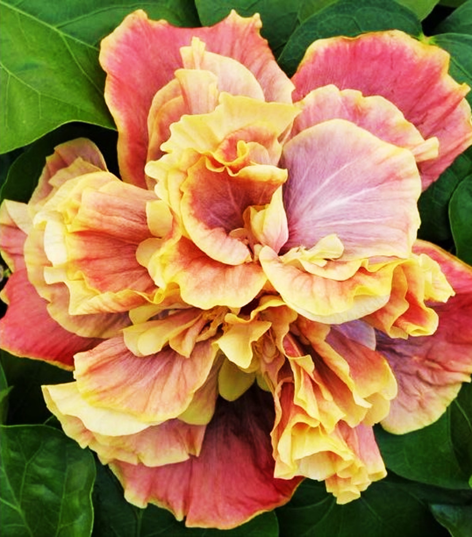 Hibiscus ‘Queen of Dreams’ (Hibiscus rosasinensis hybrid) Flower Shrub