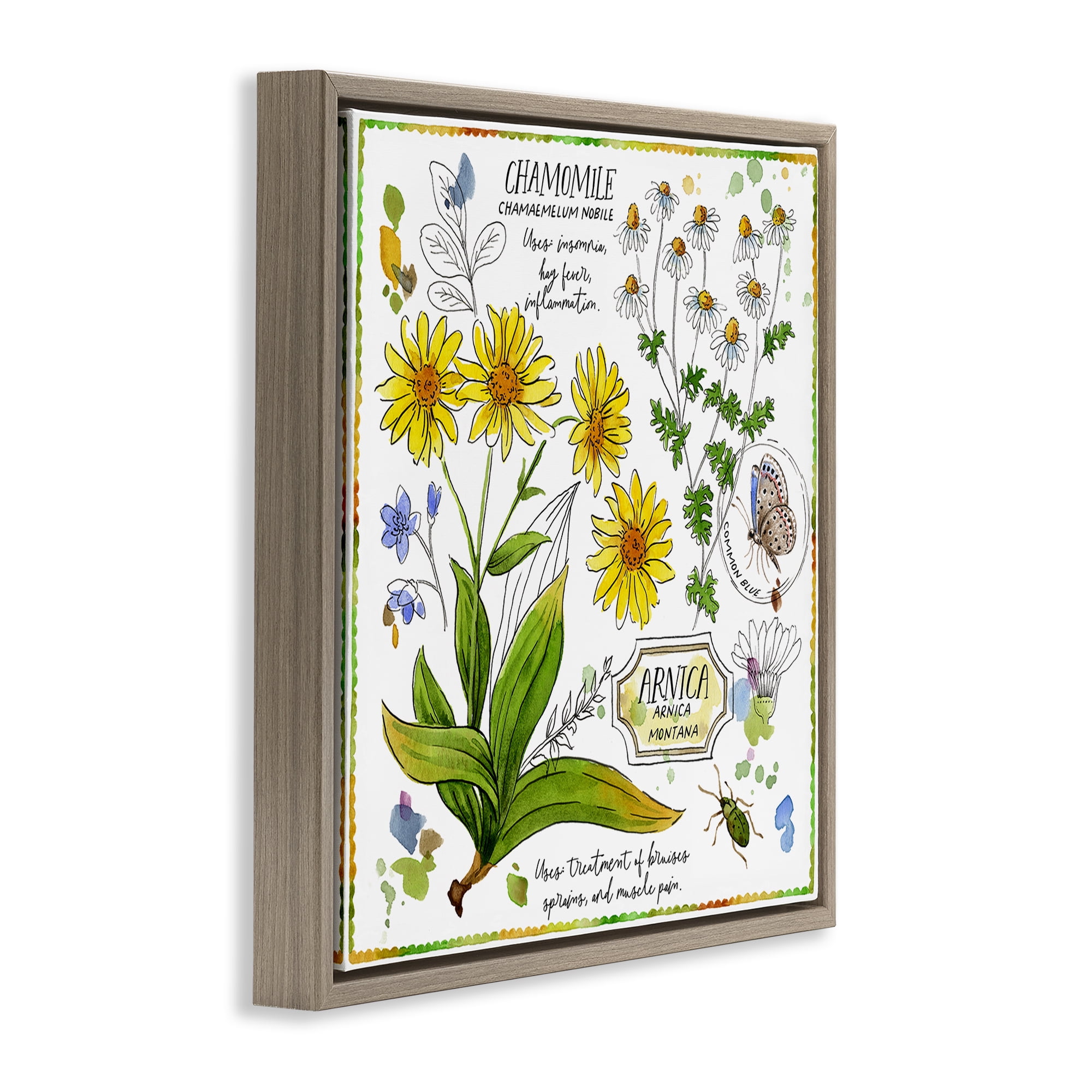 Stupell Industries Chamomile Herb Uses Plants & Flowers Painting Brown Floater Framed Canvas Art Print Wall Art, 25 x 25