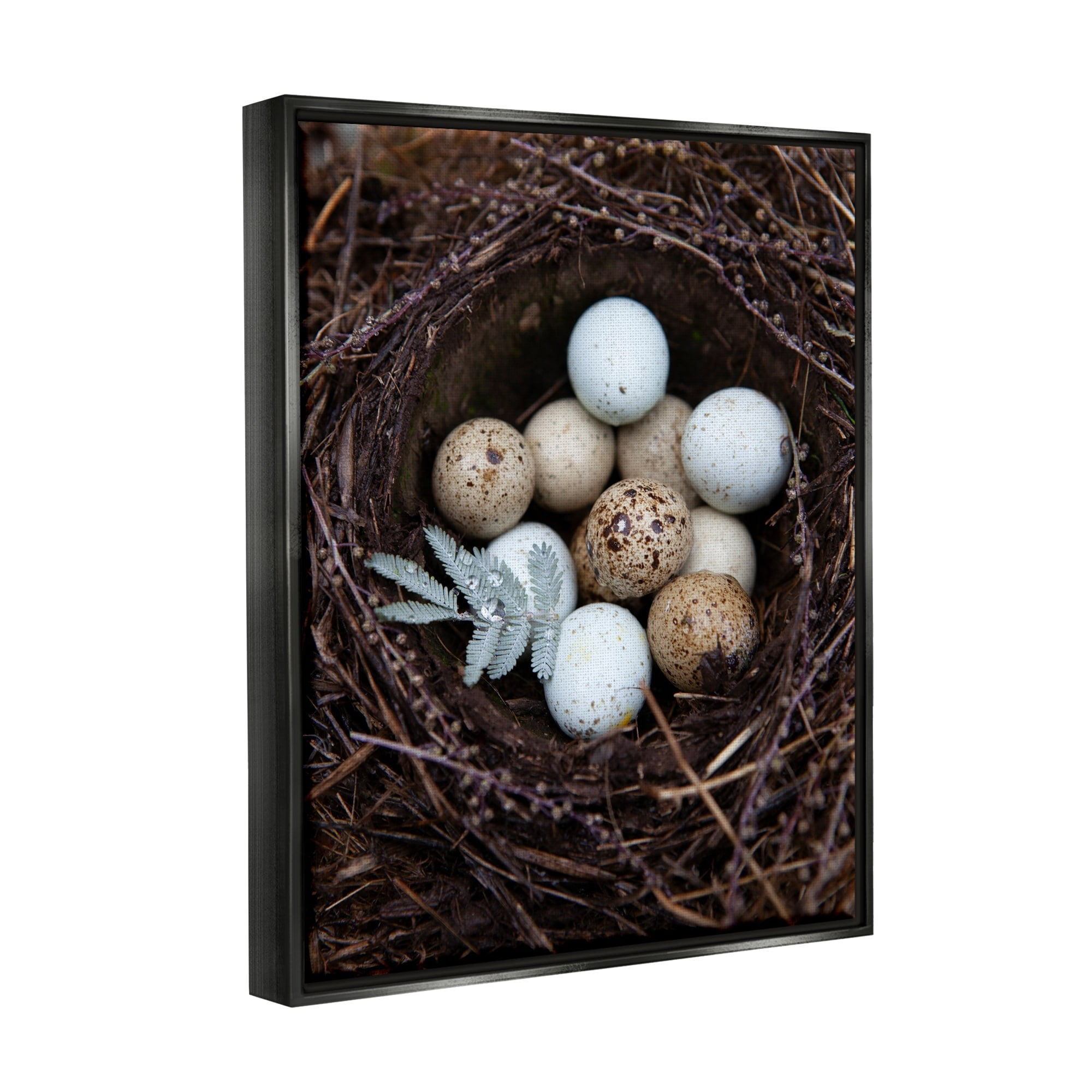 Stupell Industries Close Up Bird Eggs Nest Wildlife Nature Photography Photograph Jet Black Floating Framed Canvas Print Wall Art, Design by Tania Soderman
