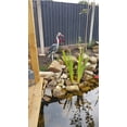 thumbnail image 2 of PondH2o Blue Heron Decoy with Legs & Stake 30'' (76cm) Tall, Adult Blue Heron Decoy for Yards & Water Garden Ponds, 2 of 7