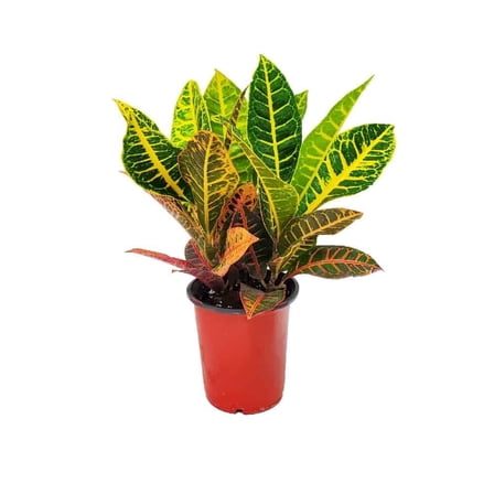 Tropical Plants of Florida 12" to 16" Croton Petra Plant; Partial to Full Sunlight, 6" Growers Pot