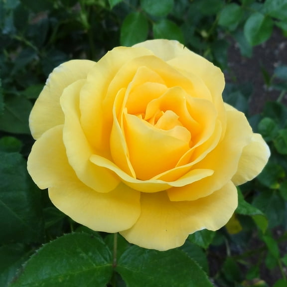Heirloom Roses 16'' Yellow Rose Live Plant, Lightly Fragrant