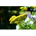 thumbnail image 5 of Gold Yarrow Seeds/ Perennial/ Full Sun/ 21K  Seeds 1/8 oz/ Zellajake Farm and Garden - B103, 5 of 5