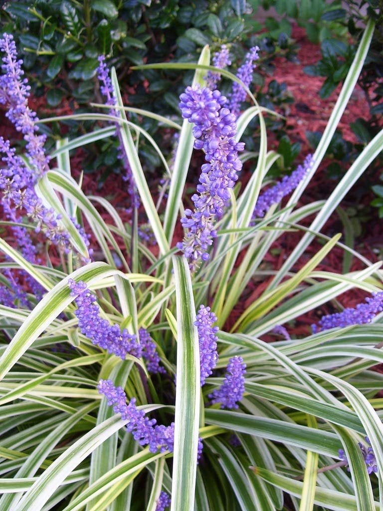 Variegated Liriope  3 Live Plants  Liriope Muscari Variegata  Ornamental Ground Cover Plants  Evergreen Foliage