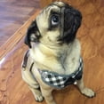 thumbnail image 6 of 2 pet chest straps dog vest bow chest straps pet traction rope, 6 of 6