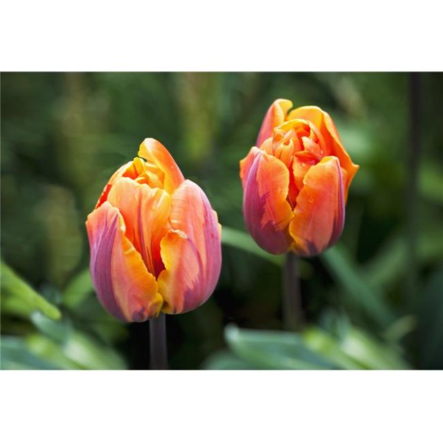 Blossoming Multi-Coloured Tulips - British Columbia Canada Poster Print - 18 x 12 in.