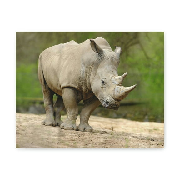 Funny White Rhino Silly White Rhino Scene Outside Wall Art Ready to Hang Unframed