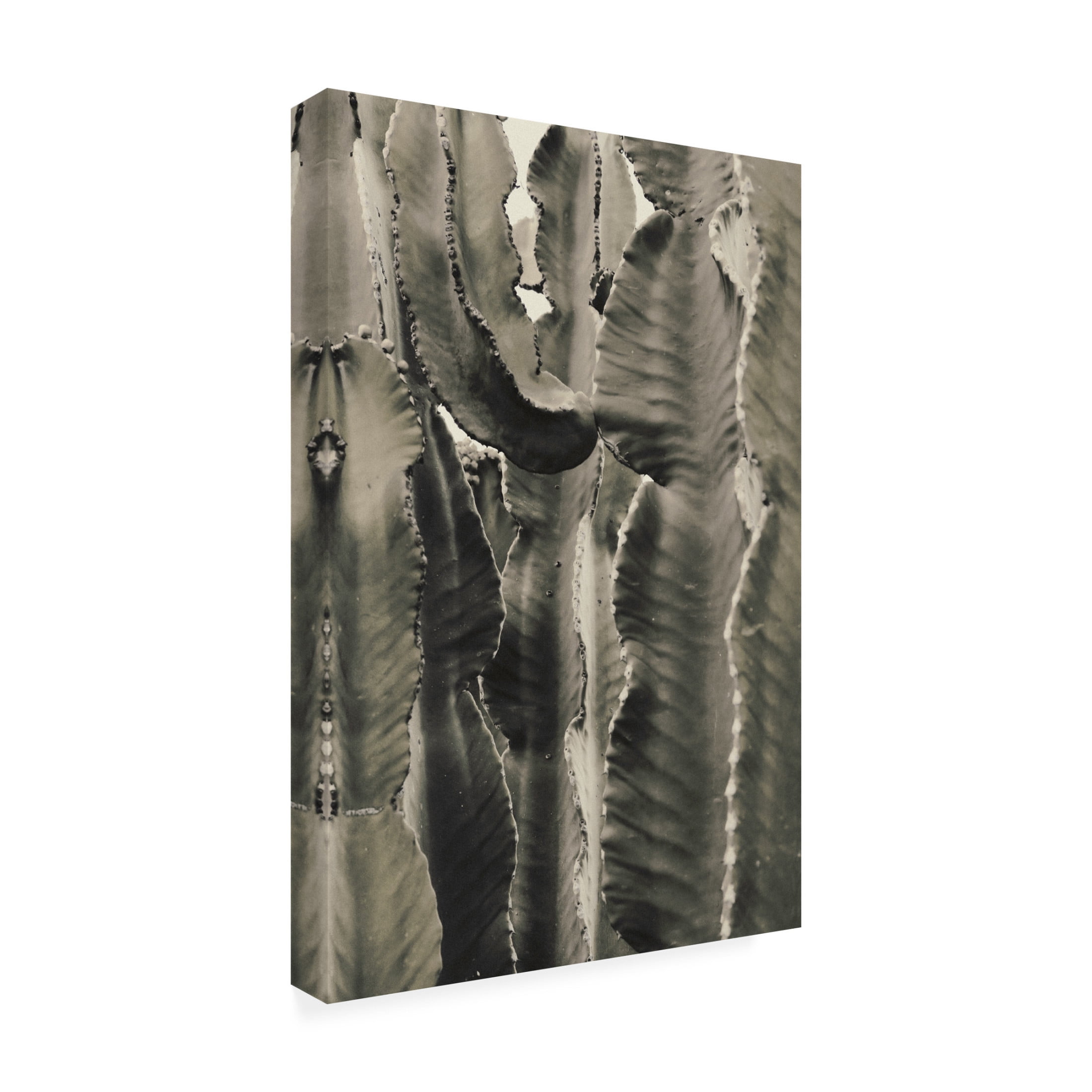 Trademark Fine Art Pictufy Studio III Cactus 2 Canvas Wall Art