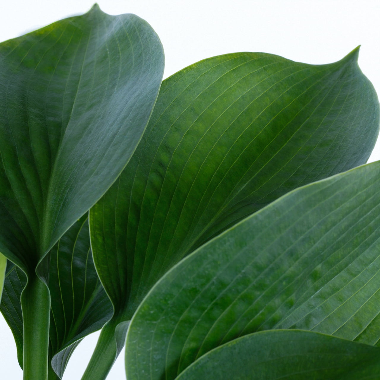 Expert Gardener 2QT Blue Sieboldiana Elegans Hosta Live Perennial Plant Sun 3-Pack