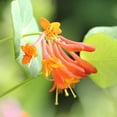 thumbnail image 5 of Dropmore Scarlet Honeysuckle by RedCrocus- Vibrant Red-Orange Clusters, Fragrant, Pollinator-Attracting, Container & Garden Plant, Deciduous, Well-Drained Soil 3 Gallon, 5 of 18