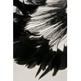 thumbnail image 3 of Coque Black Feathers Rooster 6-8 inches x 1/4 Yard, 3 of 4