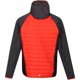 thumbnail image 5 of Regatta - Chaqueta Acolchada Andreson VI para Hombre (Naranja, Gris), 5 of 6