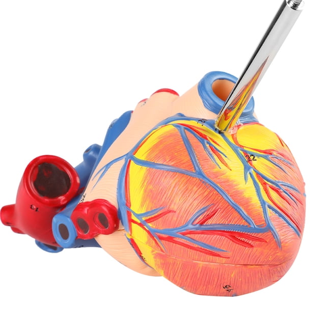 Modolo de Corazón Humano de Tamamo Con Base, Modelo de Estudio Anatólico Cardiovascular de PVC Para Educación del Paciente, Modelo de Corazón Accesible de 2 Partes
