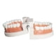 thumbnail image 4 of Modelo de dientes estándar, modelo de cepillado dental para niños, suministros para el estudio de los dientes, demostración de tipodonte estándar para adultos, 4 of 5