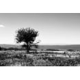 thumbnail image 2 of Alan Hausenflock 40x28 Gallery Wrapped Canvas Wall Art Titled - Big Meadow IV, 2 of 4