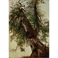 thumbnail image 2 of David Johnson 14x18 Black Ornate Wood Framed Double Matted Museum Art Print Titled - Study of a Cedar (1827-1908), 2 of 5