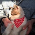 thumbnail image 4 of Printing PU for Puppy Kitten Cat Neck  Collar Grooming Accessories Neckerchief Dog Saliva Towel Pet Supplies Dog Bandana Dog  Collars ROSE RED, 4 of 8