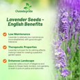 thumbnail image 3 of Outsidepride English LavenderITSC&nbsp;Seeds - 10000 Pcs Perennial, Drought-Tolerant & Pollinator Herb Seeds for Planting Fragrant and Delicate Flowers with Lavender Blooms for Xeriscaping Gardens, 3 of 3