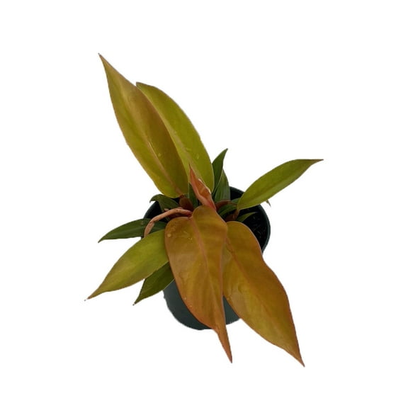 Prince of Orange Philodendron - 4" Pot