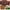 Multicolor, variant on HongHeng Clearance Under $2.00 Plant Coir Fiber Bricks Plant Cultivation Growing Nutrient Dirt Potting Grass Flower Fertilizer