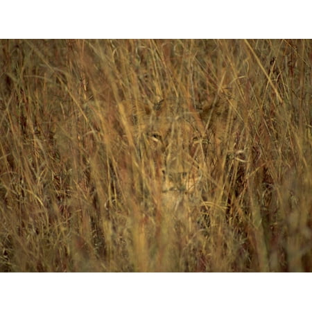 Great Wall Hyde Park Portrait of a Lioness Hiding and Camouflaged in Long Grass, Kruger National Park, South Africa Print Wall Art By Paul Allen ()